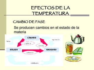 EFECTOS DE LA TEMPERATURA CAMBIO DE FASE Se producen cambios en el estado de la materia