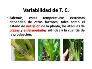 Variabilidad de T. C.
• Además, estas temperaturas extremas
dependen de otros factores, tales como el
estado de nutrición de la planta, los ataques de
plagas y enfermedades sufridas y la cuantía de
la producción.
 