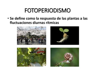 FOTOPERIODISMO
• Se define como la respuesta de las plantas a las
fluctuaciones diurnas rítmicas
 