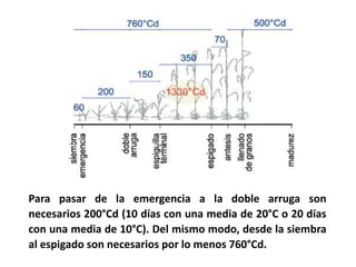 Para pasar de la emergencia a la doble arruga son
necesarios 200°Cd (10 días con una media de 20°C o 20 días
con una media de 10°C). Del mismo modo, desde la siembra
al espigado son necesarios por lo menos 760°Cd.
 