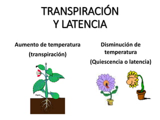 TRANSPIRACIÓN
Y LATENCIA
Aumento de temperatura
(transpiración)
Disminución de
temperatura
(Quiescencia o latencia)
 