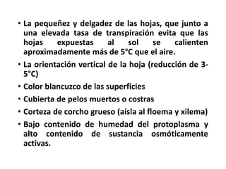 • La pequeñez y delgadez de las hojas, que junto a
una elevada tasa de transpiración evita que las
hojas expuestas al sol se calienten
aproximadamente más de 5°C que el aire.
• La orientación vertical de la hoja (reducción de 3-
5°C)
• Color blancuzco de las superficies
• Cubierta de pelos muertos o costras
• Corteza de corcho grueso (aísla al floema y xilema)
• Bajo contenido de humedad del protoplasma y
alto contenido de sustancia osmóticamente
activas.
 