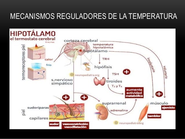 Temperatura corporal
