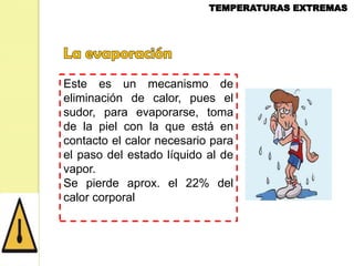 Este es un mecanismo de
eliminación de calor, pues el
sudor, para evaporarse, toma
de la piel con la que está en
contacto el calor necesario para
el paso del estado líquido al de
vapor.
Se pierde aprox. el 22% del
calor corporal

 