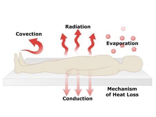 Body Temperature | PPT | Weather | Science