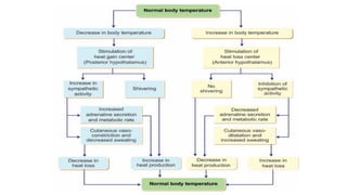 Comprehensive Overview of Body Temperature Regulation and Fever ...