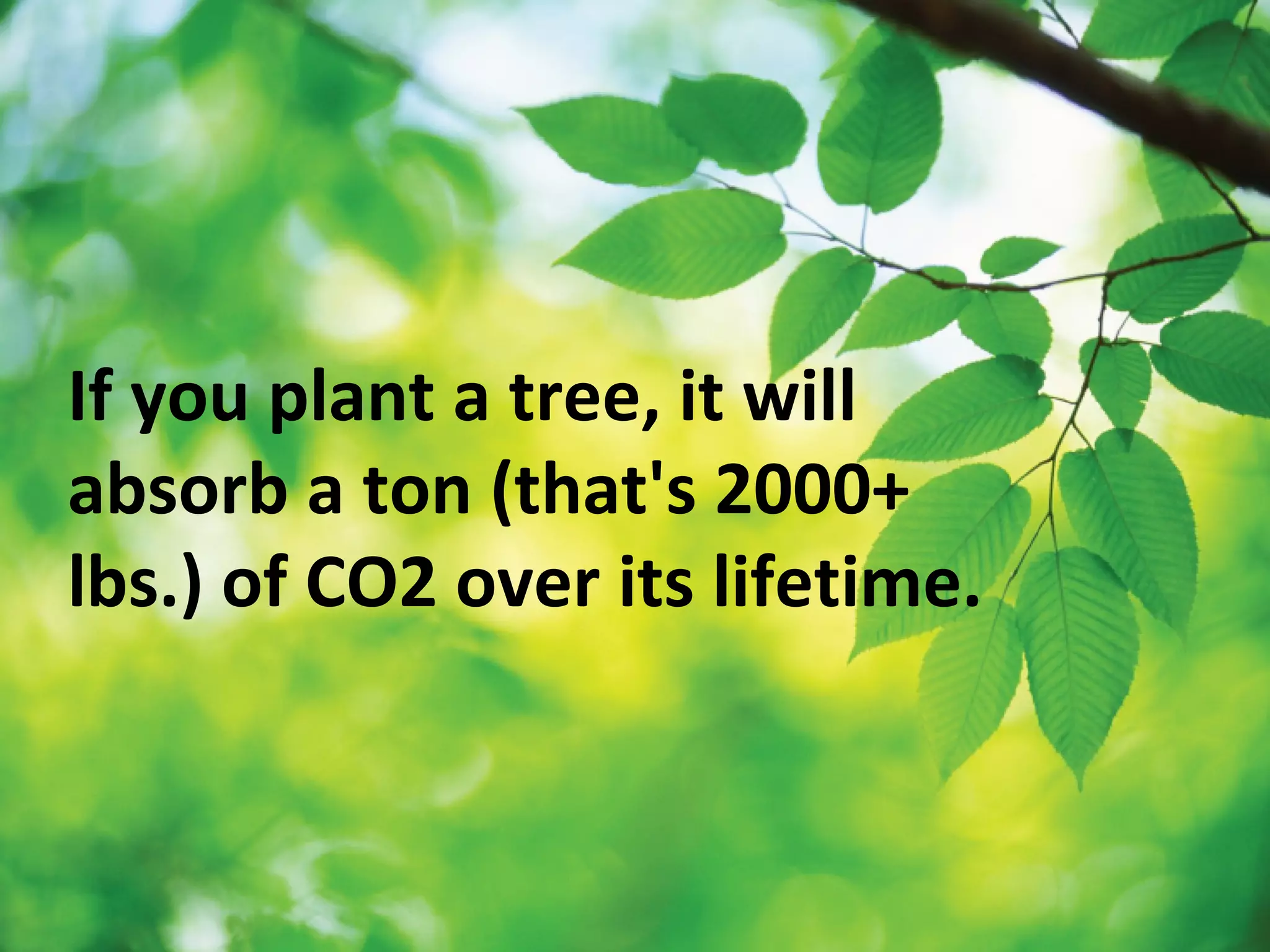 If you plant a tree, it will
absorb a ton (that's 2000+
lbs.) of CO2 over its lifetime.
 