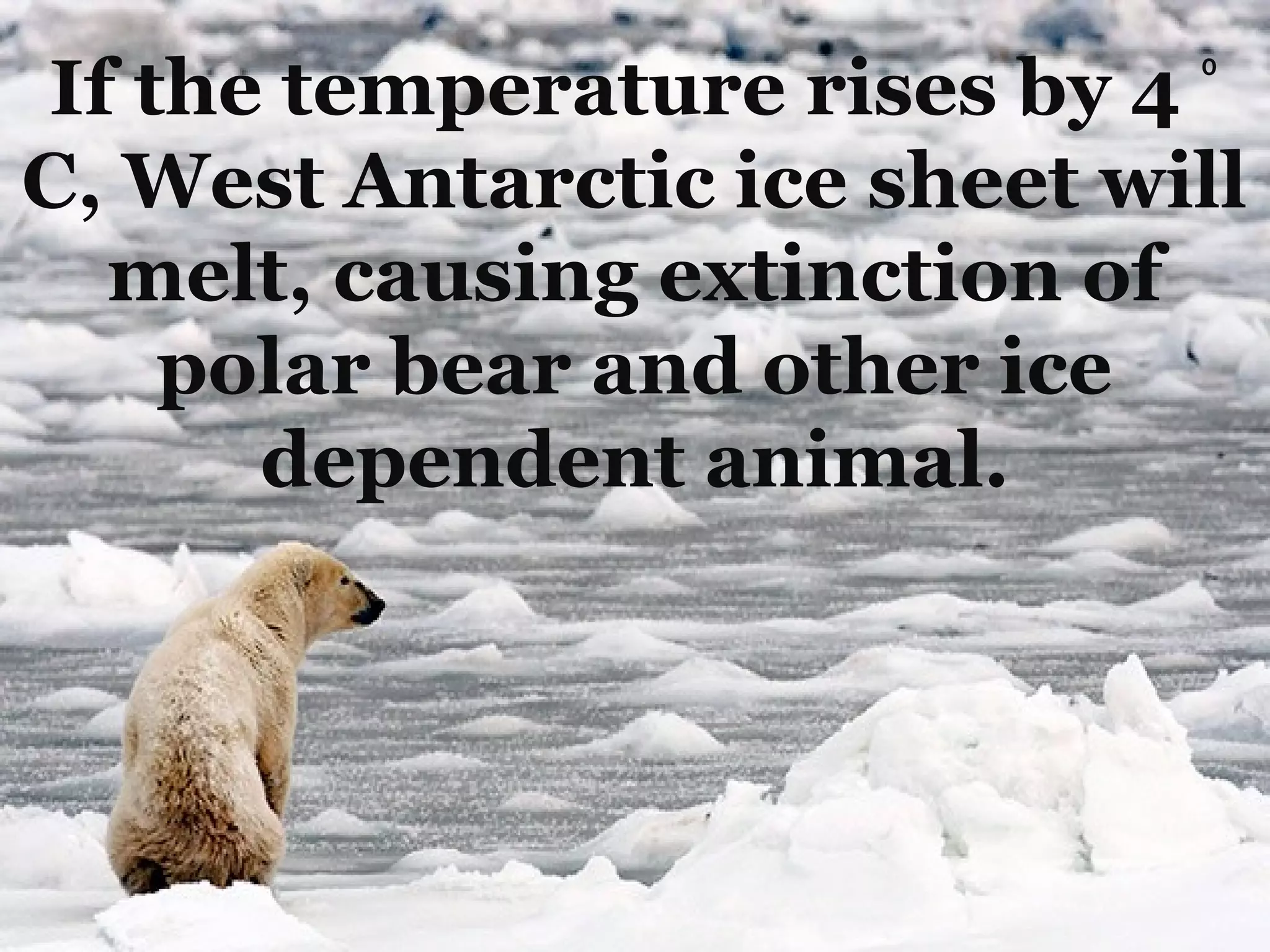 ⁰
If the temperature rises by 4
C, West Antarctic ice sheet will
  melt, causing extinction of
    polar bear and other ice
      dependent animal.
 