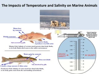The Impacts of Temperature and Salinity on Marine Animals 
 