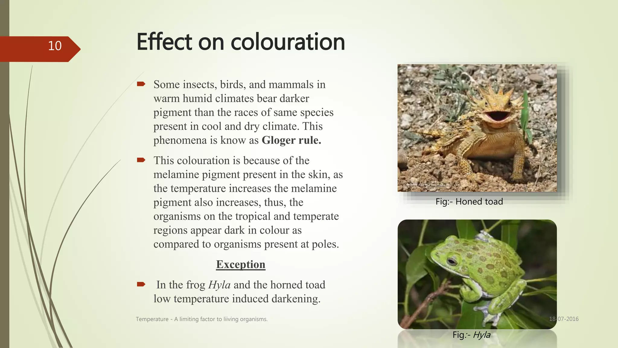 Effect on colouration
 Some insects, birds, and mammals in
warm humid climates bear darker
pigment than the races of same species
present in cool and dry climate. This
phenomena is know as Gloger rule.
 This colouration is because of the
melamine pigment present in the skin, as
the temperature increases the melamine
pigment also increases, thus, the
organisms on the tropical and temperate
regions appear dark in colour as
compared to organisms present at poles.
Exception
 In the frog Hyla and the horned toad
low temperature induced darkening.
Fig:- Honed toad
Fig:- Hyla
18-07-2016Temperature - A limiting factor to liiving organisms.
10
 