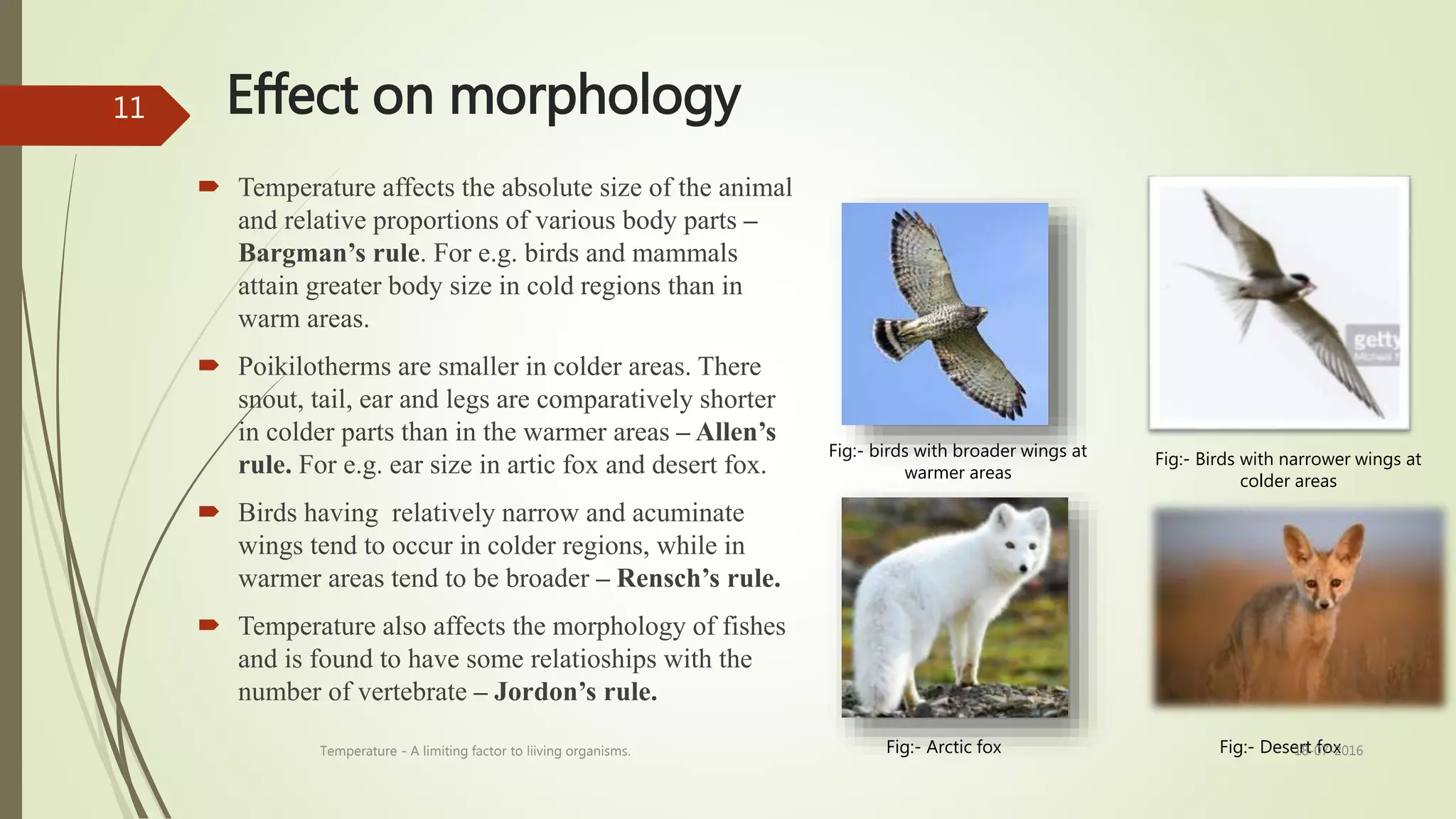 Effect on morphology
 Temperature affects the absolute size of the animal
and relative proportions of various body parts –
Bargman’s rule. For e.g. birds and mammals
attain greater body size in cold regions than in
warm areas.
 Poikilotherms are smaller in colder areas. There
snout, tail, ear and legs are comparatively shorter
in colder parts than in the warmer areas – Allen’s
rule. For e.g. ear size in artic fox and desert fox.
 Birds having relatively narrow and acuminate
wings tend to occur in colder regions, while in
warmer areas tend to be broader – Rensch’s rule.
 Temperature also affects the morphology of fishes
and is found to have some relatioships with the
number of vertebrate – Jordon’s rule.
Fig:- Arctic fox Fig:- Desert fox
Fig:- birds with broader wings at
warmer areas
Fig:- Birds with narrower wings at
colder areas
18-07-2016Temperature - A limiting factor to liiving organisms.
11
 