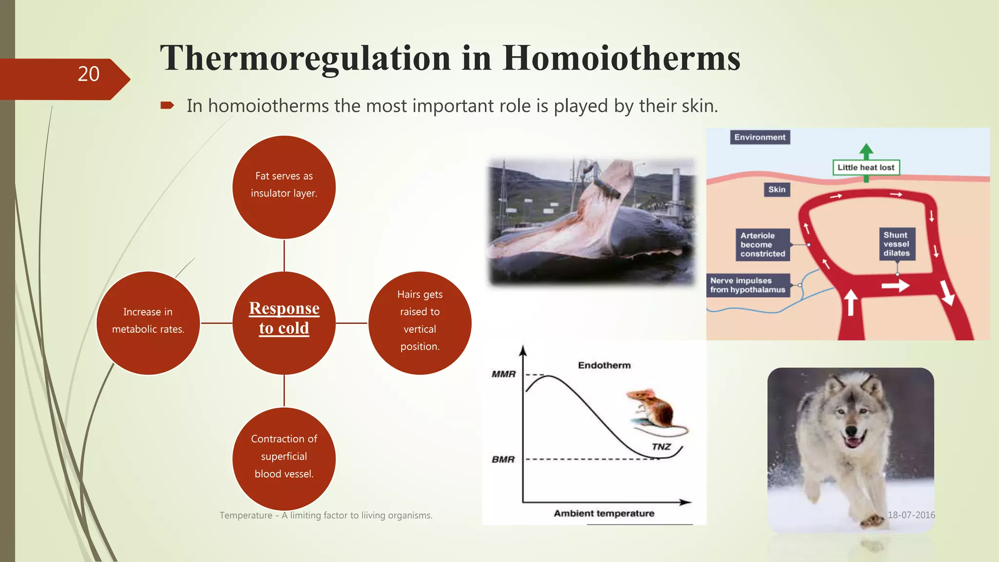 Thermoregulation in Homoiotherms
 In homoiotherms the most important role is played by their skin.
Response
to cold
Fat serves as
insulator layer.
Hairs gets
raised to
vertical
position.
Contraction of
superficial
blood vessel.
Increase in
metabolic rates.
18-07-2016Temperature - A limiting factor to liiving organisms.
20
 