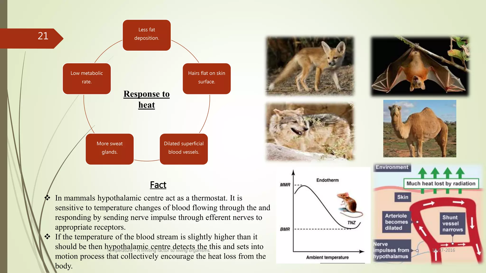 Less fat
deposition.
Hairs flat on skin
surface.
Dilated superficial
blood vessels.
More sweat
glands.
Low metabolic
rate.
Response to
heat
Fact
 In mammals hypothalamic centre act as a thermostat. It is
sensitive to temperature changes of blood flowing through the and
responding by sending nerve impulse through efferent nerves to
appropriate receptors.
 If the temperature of the blood stream is slightly higher than it
should be then hypothalamic centre detects the this and sets into
motion process that collectively encourage the heat loss from the
body.
18-07-2016Temperature - A limiting factor to liiving organisms.
21
 