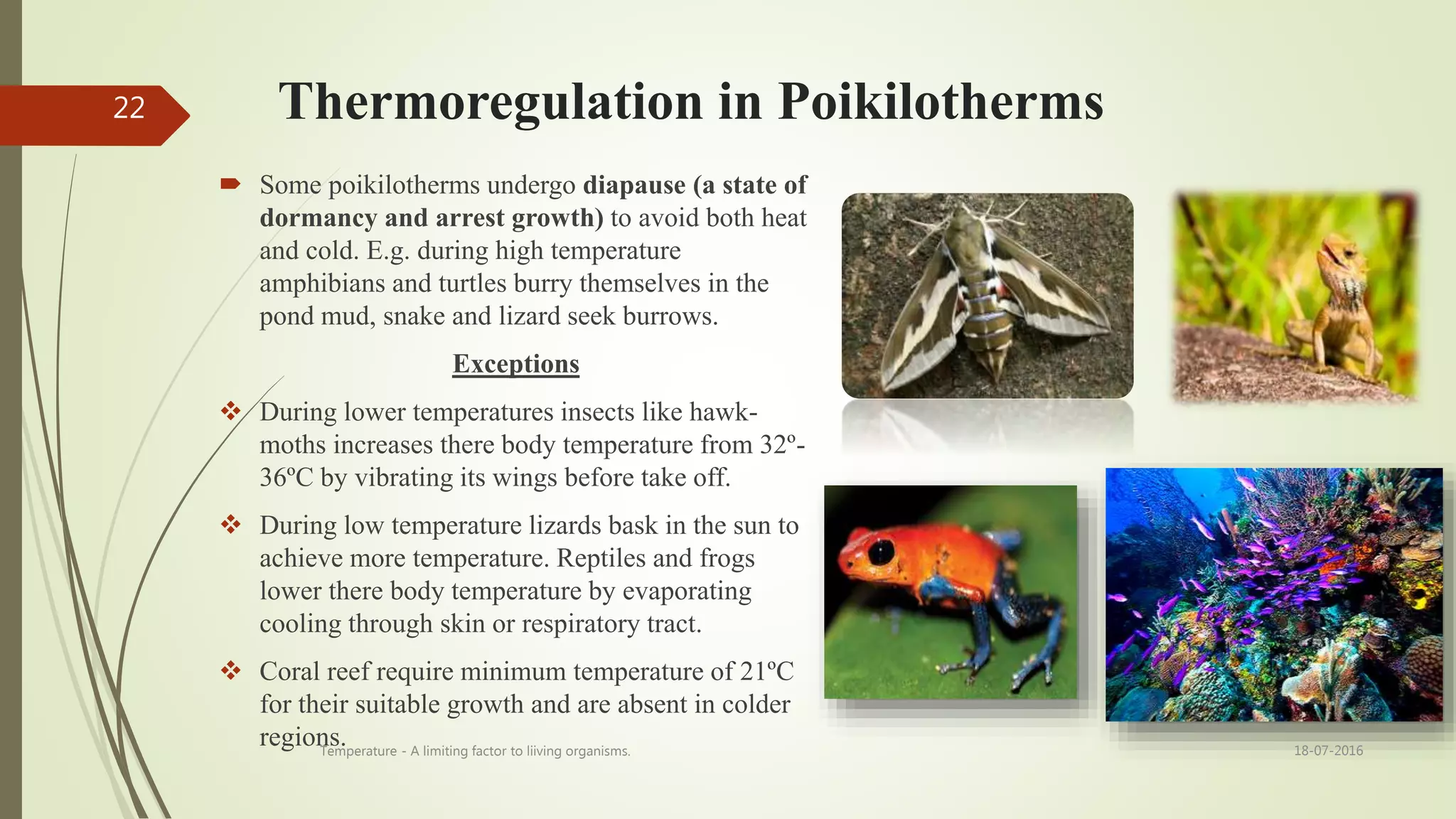 Thermoregulation in Poikilotherms
 Some poikilotherms undergo diapause (a state of
dormancy and arrest growth) to avoid both heat
and cold. E.g. during high temperature
amphibians and turtles burry themselves in the
pond mud, snake and lizard seek burrows.
Exceptions
 During lower temperatures insects like hawk-
moths increases there body temperature from 32º-
36ºC by vibrating its wings before take off.
 During low temperature lizards bask in the sun to
achieve more temperature. Reptiles and frogs
lower there body temperature by evaporating
cooling through skin or respiratory tract.
 Coral reef require minimum temperature of 21ºC
for their suitable growth and are absent in colder
regions. 18-07-2016Temperature - A limiting factor to liiving organisms.
22
 