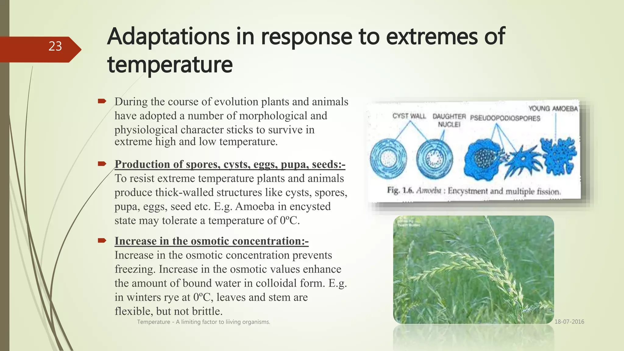 Adaptations in response to extremes of
temperature
 During the course of evolution plants and animals
have adopted a number of morphological and
physiological character sticks to survive in
extreme high and low temperature.
 Production of spores, cysts, eggs, pupa, seeds:-
To resist extreme temperature plants and animals
produce thick-walled structures like cysts, spores,
pupa, eggs, seed etc. E.g. Amoeba in encysted
state may tolerate a temperature of 0ºC.
 Increase in the osmotic concentration:-
Increase in the osmotic concentration prevents
freezing. Increase in the osmotic values enhance
the amount of bound water in colloidal form. E.g.
in winters rye at 0ºC, leaves and stem are
flexible, but not brittle.
18-07-2016Temperature - A limiting factor to liiving organisms.
23
 