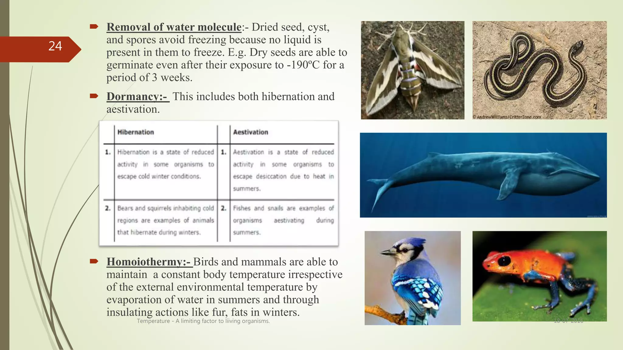  Removal of water molecule:- Dried seed, cyst,
and spores avoid freezing because no liquid is
present in them to freeze. E.g. Dry seeds are able to
germinate even after their exposure to -190ºC for a
period of 3 weeks.
 Dormancy:- This includes both hibernation and
aestivation.
 Homoiothermy:- Birds and mammals are able to
maintain a constant body temperature irrespective
of the external environmental temperature by
evaporation of water in summers and through
insulating actions like fur, fats in winters.
18-07-2016Temperature - A limiting factor to liiving organisms.
24
 