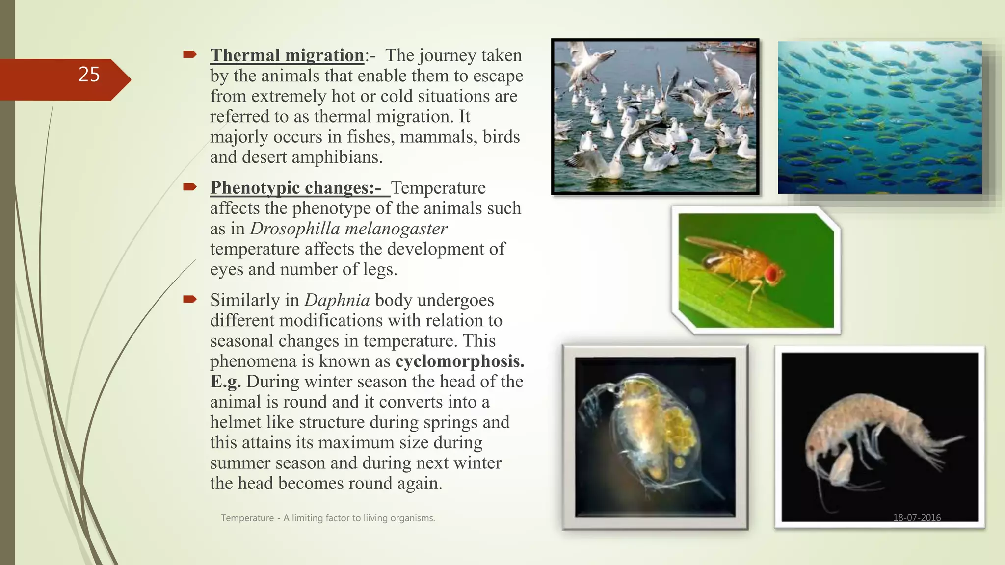  Thermal migration:- The journey taken
by the animals that enable them to escape
from extremely hot or cold situations are
referred to as thermal migration. It
majorly occurs in fishes, mammals, birds
and desert amphibians.
 Phenotypic changes:- Temperature
affects the phenotype of the animals such
as in Drosophilla melanogaster
temperature affects the development of
eyes and number of legs.
 Similarly in Daphnia body undergoes
different modifications with relation to
seasonal changes in temperature. This
phenomena is known as cyclomorphosis.
E.g. During winter season the head of the
animal is round and it converts into a
helmet like structure during springs and
this attains its maximum size during
summer season and during next winter
the head becomes round again.
18-07-2016Temperature - A limiting factor to liiving organisms.
25
 