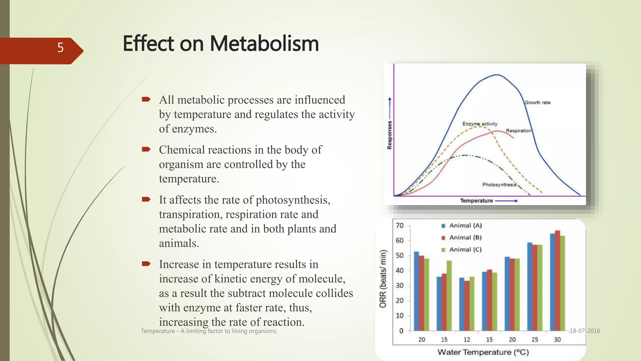 Effect on Metabolism
 All metabolic processes are influenced
by temperature and regulates the activity
of enzymes.
 Chemical reactions in the body of
organism are controlled by the
temperature.
 It affects the rate of photosynthesis,
transpiration, respiration rate and
metabolic rate and in both plants and
animals.
 Increase in temperature results in
increase of kinetic energy of molecule,
as a result the subtract molecule collides
with enzyme at faster rate, thus,
increasing the rate of reaction.
18-07-2016Temperature - A limiting factor to liiving organisms.
5
 