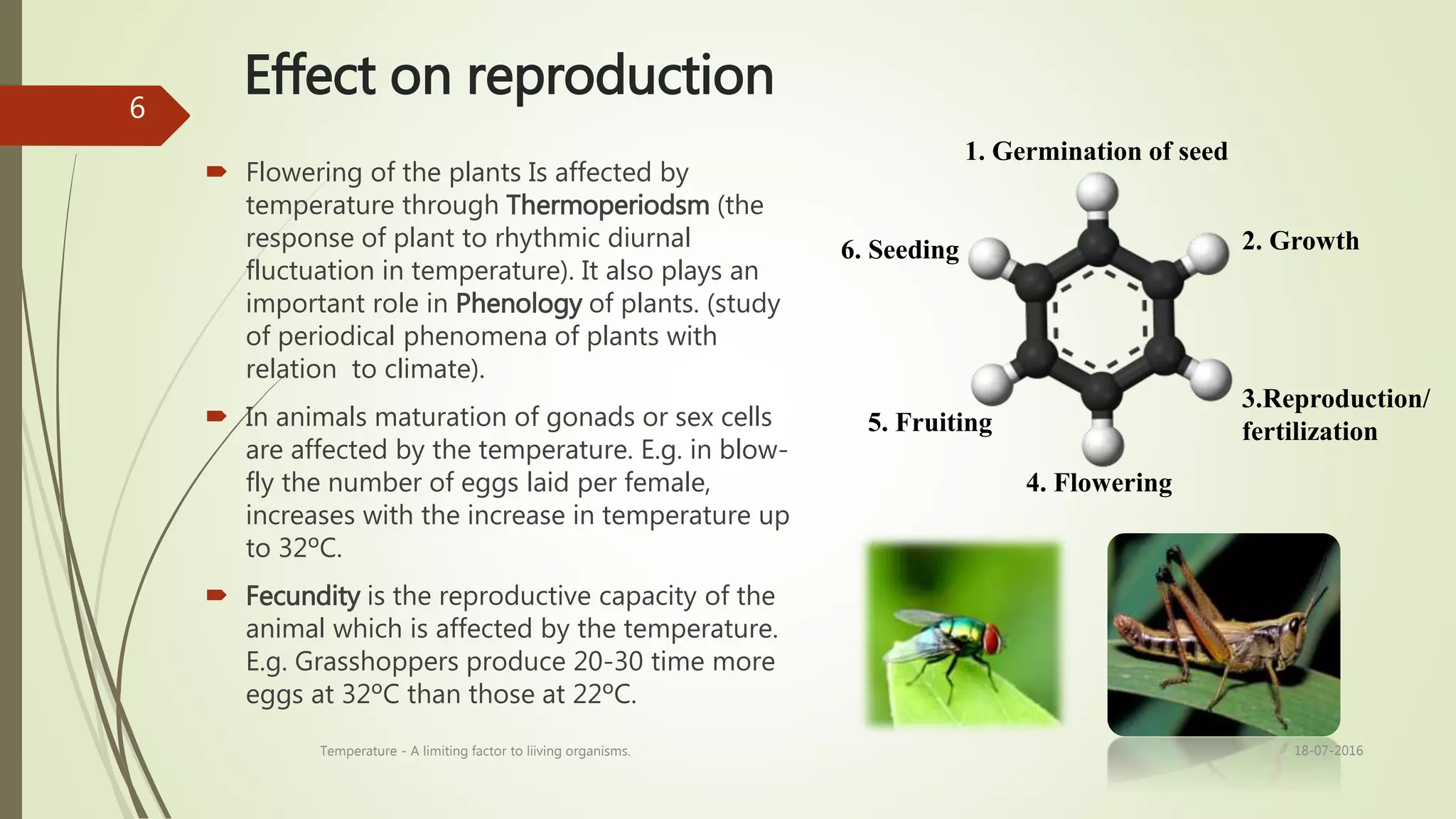 Effect on reproduction
 Flowering of the plants Is affected by
temperature through Thermoperiodsm (the
response of plant to rhythmic diurnal
fluctuation in temperature). It also plays an
important role in Phenology of plants. (study
of periodical phenomena of plants with
relation to climate).
 In animals maturation of gonads or sex cells
are affected by the temperature. E.g. in blow-
fly the number of eggs laid per female,
increases with the increase in temperature up
to 32ºC.
 Fecundity is the reproductive capacity of the
animal which is affected by the temperature.
E.g. Grasshoppers produce 20-30 time more
eggs at 32ºC than those at 22ºC.
1. Germination of seed
2. Growth
3.Reproduction/
fertilization
4. Flowering
5. Fruiting
6. Seeding
18-07-2016Temperature - A limiting factor to liiving organisms.
6
 