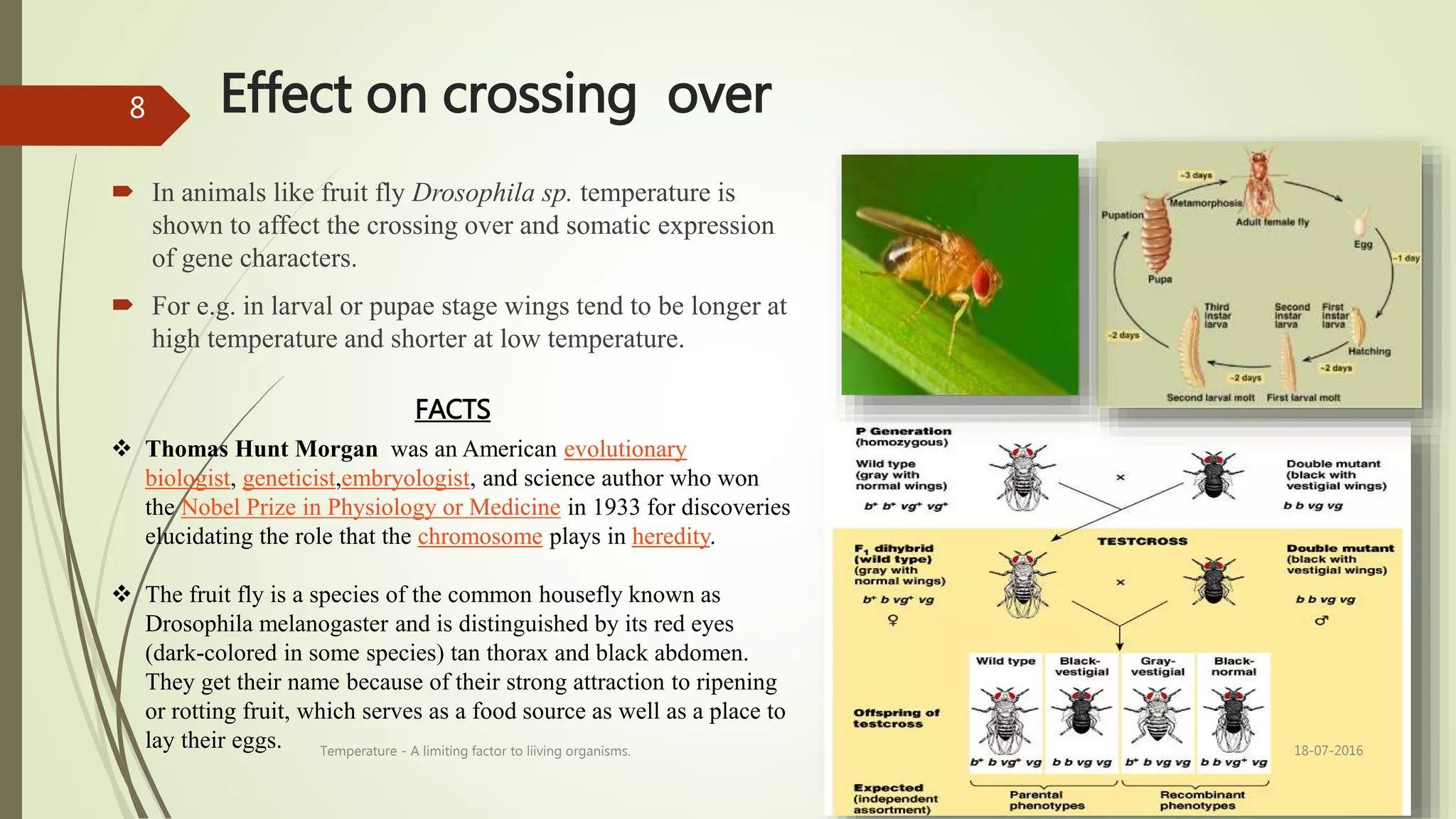 Effect on crossing over
 In animals like fruit fly Drosophila sp. temperature is
shown to affect the crossing over and somatic expression
of gene characters.
 For e.g. in larval or pupae stage wings tend to be longer at
high temperature and shorter at low temperature.
FACTS
 Thomas Hunt Morgan was an American evolutionary
biologist, geneticist,embryologist, and science author who won
the Nobel Prize in Physiology or Medicine in 1933 for discoveries
elucidating the role that the chromosome plays in heredity.
 The fruit fly is a species of the common housefly known as
Drosophila melanogaster and is distinguished by its red eyes
(dark-colored in some species) tan thorax and black abdomen.
They get their name because of their strong attraction to ripening
or rotting fruit, which serves as a food source as well as a place to
lay their eggs. 18-07-2016Temperature - A limiting factor to liiving organisms.
8
 