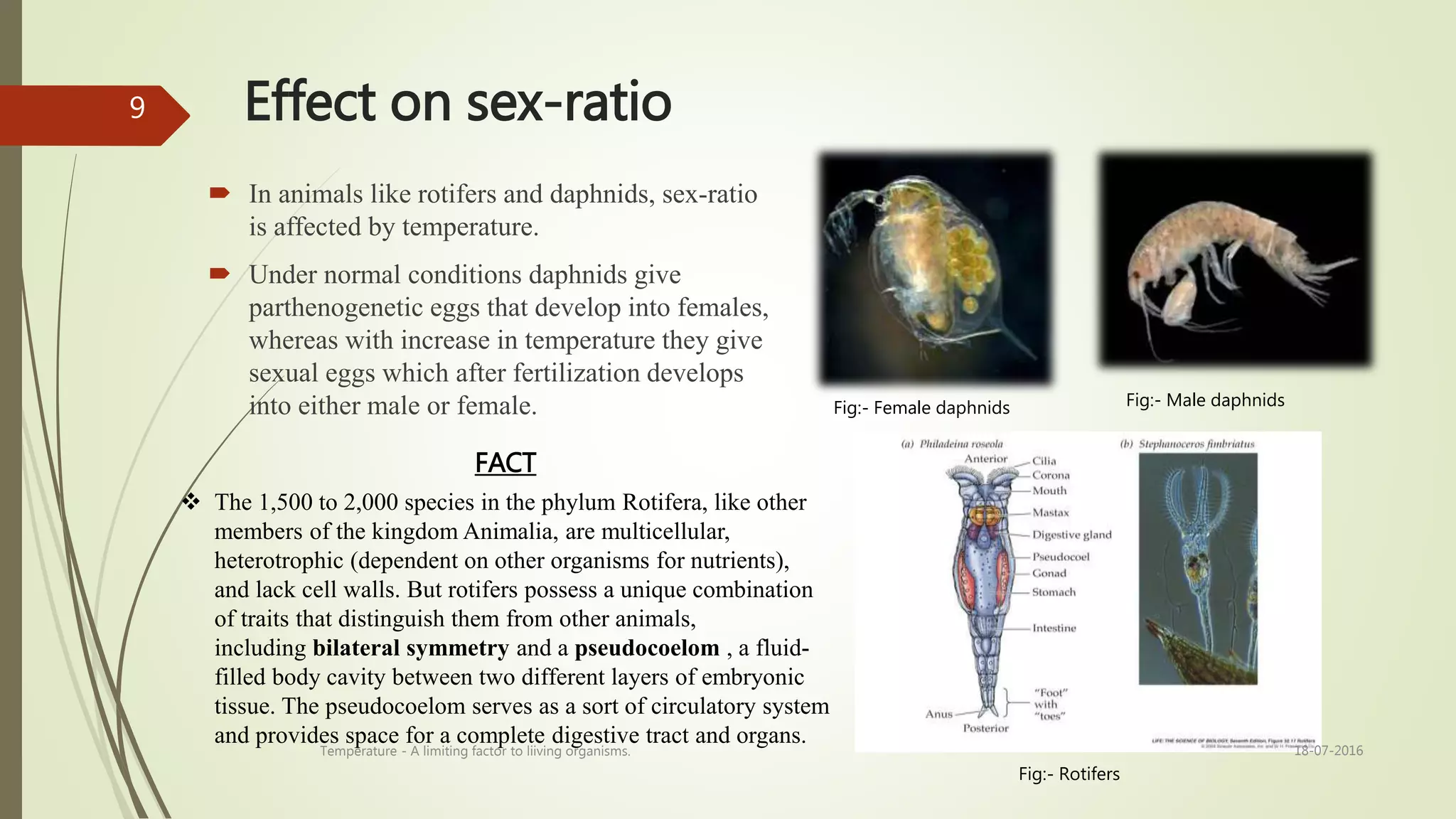 Effect on sex-ratio
 In animals like rotifers and daphnids, sex-ratio
is affected by temperature.
 Under normal conditions daphnids give
parthenogenetic eggs that develop into females,
whereas with increase in temperature they give
sexual eggs which after fertilization develops
into either male or female. Fig:- Female daphnids Fig:- Male daphnids
Fig:- Rotifers
FACT
 The 1,500 to 2,000 species in the phylum Rotifera, like other
members of the kingdom Animalia, are multicellular,
heterotrophic (dependent on other organisms for nutrients),
and lack cell walls. But rotifers possess a unique combination
of traits that distinguish them from other animals,
including bilateral symmetry and a pseudocoelom , a fluid-
filled body cavity between two different layers of embryonic
tissue. The pseudocoelom serves as a sort of circulatory system
and provides space for a complete digestive tract and organs.
18-07-2016Temperature - A limiting factor to liiving organisms.
9
 