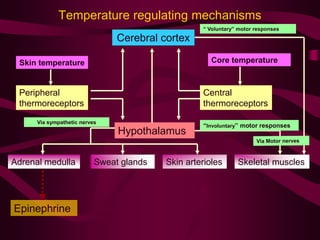 Temperature regulating mechanisms 
Skin temperature 
Cerebral cortex 
“ Voluntary” motor responses 
Core temperature 
Peripheral 
thermoreceptors 
Hypothalamus 
Central 
thermoreceptors 
Via sympathetic nerves 
Adrenal medulla Sweat glands Skin arterioles Skeletal muscles 
Epinephrine 
“Involuntary” motor responses 
 