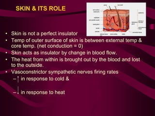 SKIN & ITS ROLE 
• Skin is not a perfect insulator 
• Temp of outer surface of skin is between external temp & 
core temp. (net conduction = 0) 
• Skin acts as insulator by change in blood flow. 
• The heat from within is brought out by the blood and lost 
to the outside. 
• Vasoconstrictor sympathetic nerves firing rates 
– in response to cold & 
– in response to heat 
 