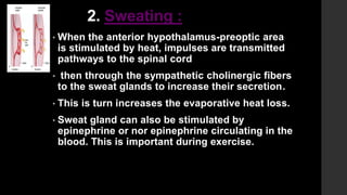 2. Sweating :
• When the anterior hypothalamus-preoptic area
is stimulated by heat, impulses are transmitted
pathways to the spinal cord
• then through the sympathetic cholinergic fibers
to the sweat glands to increase their secretion.
• This is turn increases the evaporative heat loss.
• Sweat gland can also be stimulated by
epinephrine or nor epinephrine circulating in the
blood. This is important during exercise.
 