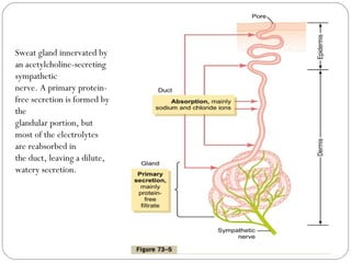 Sweat gland innervated by
an acetylcholine-secreting
sympathetic
nerve. A primary protein-
free secretion is formed by
the
glandular portion, but
most of the electrolytes
are reabsorbed in
the duct, leaving a dilute,
watery secretion.
 