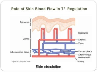 Role of Skin Blood Flow in T° Regulation
Skin circulation
Figure 73-2; Guyton & Hall
 