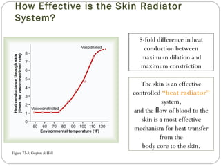 How Effective is the Skin Radiator
System?
8-fold difference in heat
conduction between
maximum dilation and
maximum constriction
Figure 73-3; Guyton & Hall
The skin is an effective
controlled “heat radiator”
system,
and the ow of blood to theﬂ
skin is a most effective
mechanism for heat transfer
from the
body core to the skin.
 