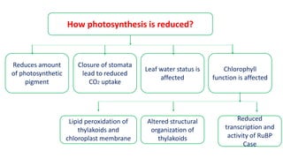 How photosynthesis is reduced?
Reduces amount
of photosynthetic
pigment
Closure of stomata
lead to reduced
CO2 uptake
Leaf water status is
affected
Chlorophyll
function is affected
Reduced
transcription and
activity of RuBP
Case
Altered structural
organization of
thylakoids
Lipid peroxidation of
thylakoids and
chloroplast membrane
 