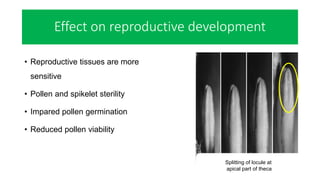Effect on reproductive development
• Reproductive tissues are more
sensitive
• Pollen and spikelet sterility
• Impared pollen germination
• Reduced pollen viability
Splitting of locule at
apical part of theca
 