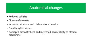 Anatomical changes
• Reduced cell size
• Closure of stomata
• Increased stomatal and trichomatous density
• Greater xylem vessels
• Damaged mesophyll cell and increased permeability of plasma
membrane
 