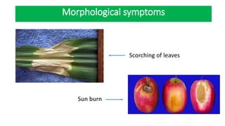 Scorching of leaves
Sun burn
Morphological symptoms
 