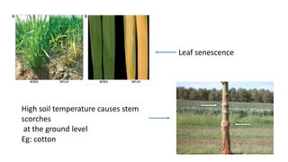 Leaf senescence
High soil temperature causes stem
scorches
at the ground level
Eg: cotton
 