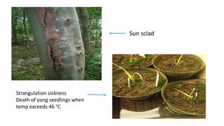 Sun sclad
Strangulation sickness
Death of yong seedlings when
temp exceeds 46 ℃
 