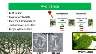 Avoidance
• Leaf rolling
• Closure of stomata
• Increased stomatal and
trachomatous densities
• Larger xylem vessels
• Waxy cuticle
 