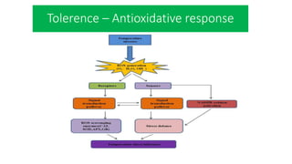 Tolerence – Antioxidative response
 
