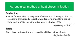Agronomical method of heat stress mitigation
Sowing time
• Indian farmers adjust sowing time of wheat in such a way, so that crop
escapes to the hot and desiccating winds during grain-ﬁlling period
• Early sowing of high-yielding Indian variety of wheat C306
(Coiventry et al. 2011)
Tillage
Zero tillage, bed planting and conventional tillage with mulching
(Kajla et al. 2015)
 