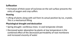 Suffocation
• Formation of thick cover of ice/snow on the soil surface presents the
entry of oxygen and crop suffers
Heaving
• Lifting of plants along with soil from its actual position by ice, crystals.
This is a mechanical lifting
Physiological drought and desiccation
• Spring drought- coniferous trees- in cool temperate climate
• Decreased water absorption by plants at low temperature is the
combined effect of the decreased permeability of root membrane
and increased viscosity of water
 