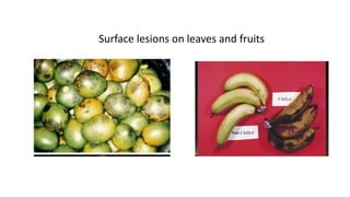 Surface lesions on leaves and fruits
 