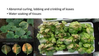 • Abnormal curling, lobbing and crinkling of leaves
• Water soaking of tissues
 