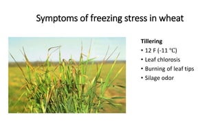 Symptoms of freezing stress in wheat
Tillering
• 12 F (-11 ℃)
• Leaf chlorosis
• Burning of leaf tips
• Silage odor
 