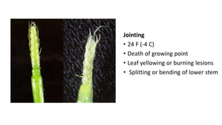 Jointing
• 24 F (-4 C)
• Death of growing point
• Leaf yellowing or burning lesions
• Splitting or bending of lower stem
 