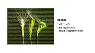 Booting
• 28 F (-2 C)
• Floret sterility
Head trapped in boot
 