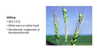 Milking
• 28 F (-2 C)
• White awns or white head
• Shrunkened, roughened, or
discolored kernals
 