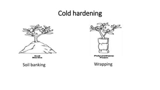 Cold hardening
Soil banking Wrapping
 