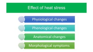 Effect of heat stress
Physiological changes
Phenological changes
Anatomical changes
Morphological symptoms
 