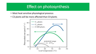 Effect on photosynthesis
• Most heat sensitive physiological processs
• C3 plants will be more affected than C4 plants
 